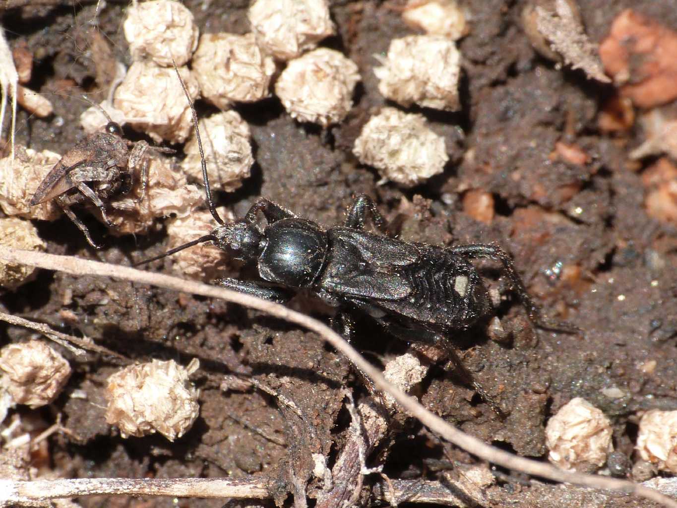 Reduviidae nero:Peirates strepitans da S. Teresa G. (OT)